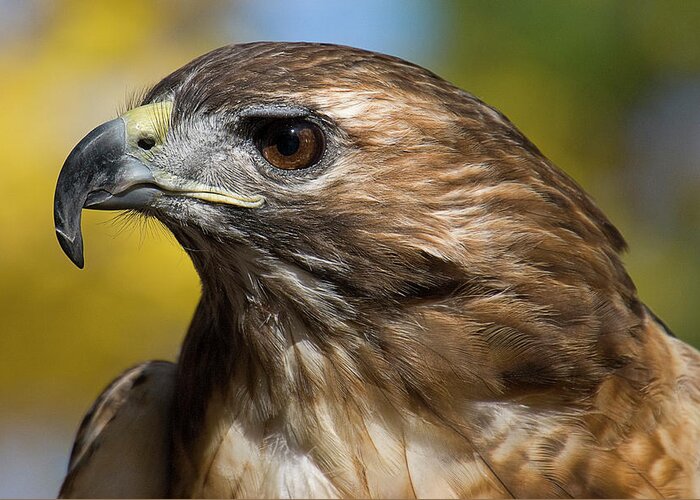 Bird Greeting Card featuring the photograph Red Tailed Hawk by Karen Smale