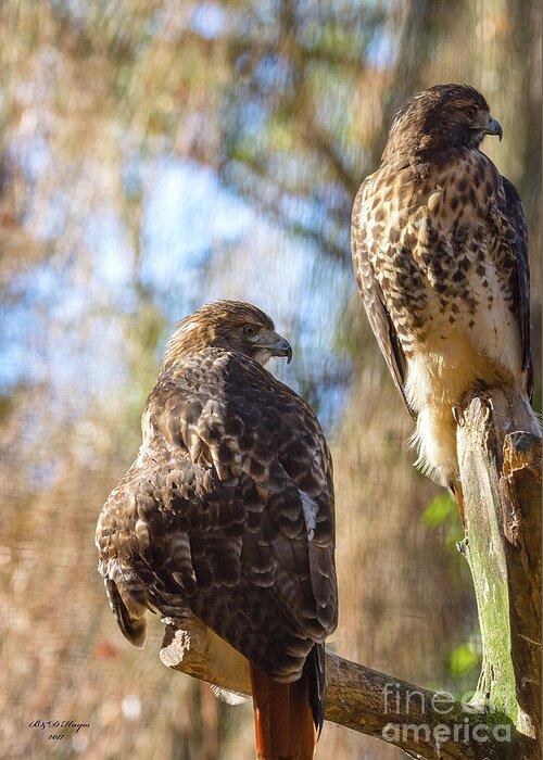 Nature Greeting Card featuring the photograph Red-Tailed Hawk Mates - Buteo Jamaicensis by DB Hayes