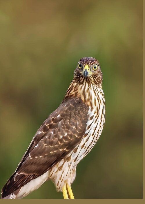 Amelia Island Greeting Card featuring the photograph Red-Tailed Hawk by Peter Lakomy