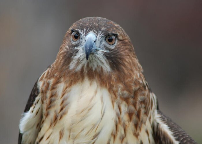 Hawk Greeting Card featuring the photograph Red tailed hawk by Richard Bryce and Family