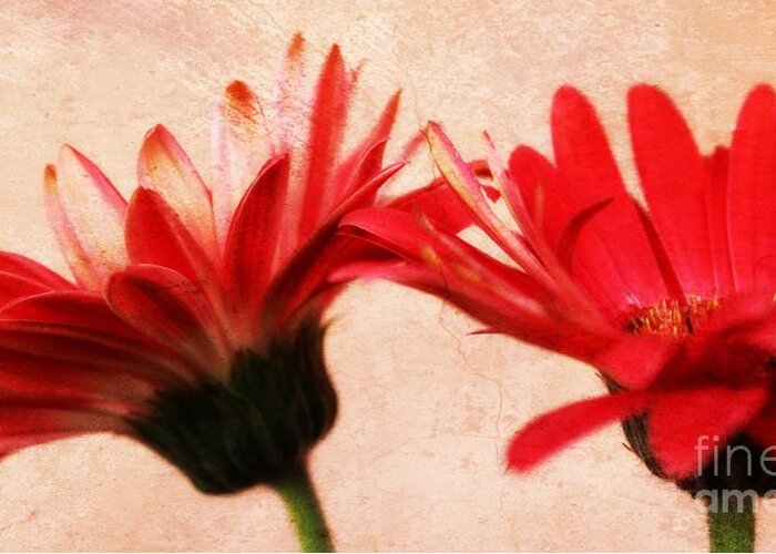 Gerbera Greeting Card featuring the photograph Red Texture by Clare Bevan