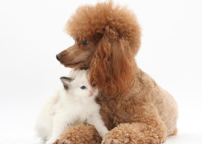Animal Greeting Card featuring the photograph Red Toy Poodle And Kitten by Mark Taylor