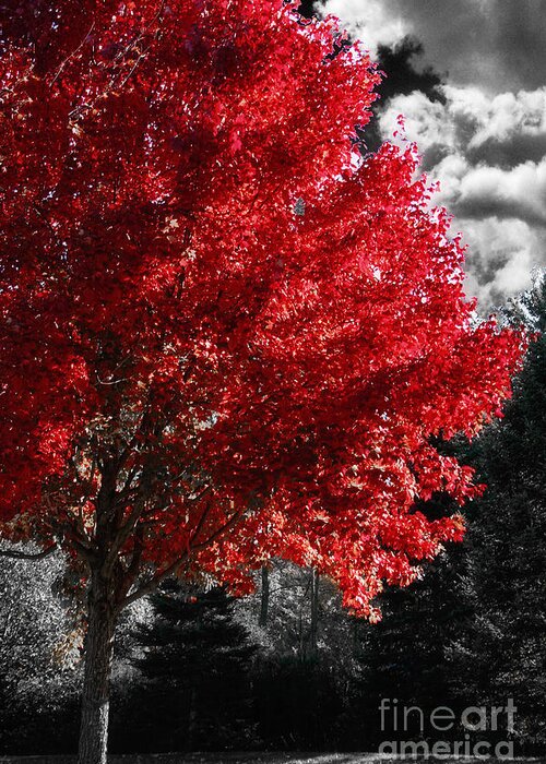 Autumn Vermont Greeting Card featuring the painting Red Tree by Mindy Sommers