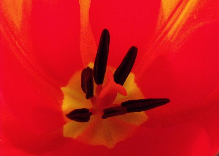 Red Greeting Card featuring the photograph Red Tulip II by Anna Villarreal Garbis