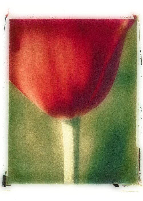 Spring Greeting Card featuring the photograph Red Tulip by Joye Ardyn Durham