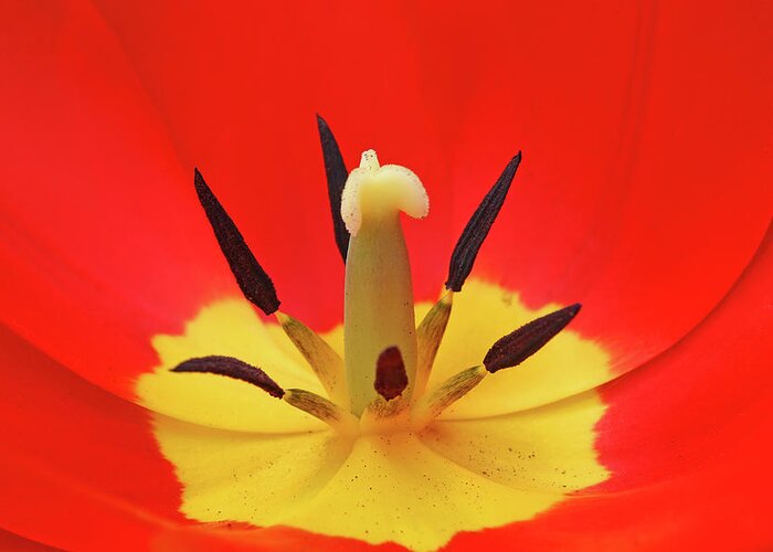 Red Greeting Card featuring the photograph Red Tulip by Vladimir Sergeev