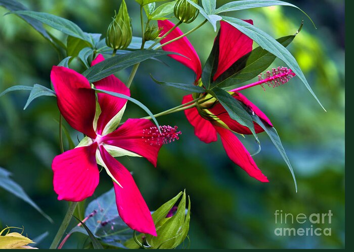 Fine Art Photo Greeting Card featuring the photograph Red Twins one by Ken Frischkorn
