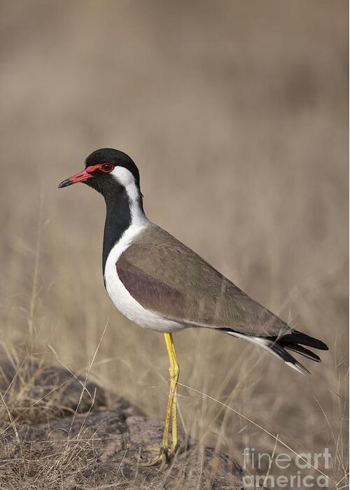 Red-wattled Lapwing Greeting Card featuring the photograph Red-wattled Lapwing by Bernd Rohrschneider/FLPA