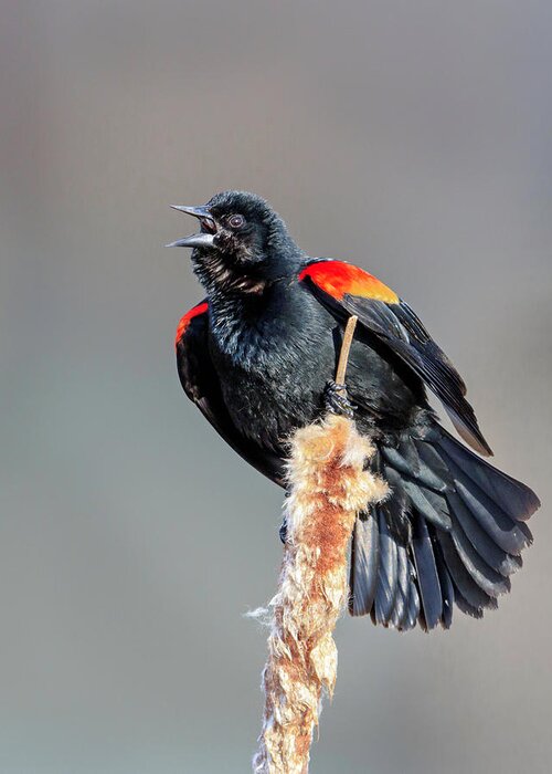 Blackbird Greeting Card featuring the photograph Red-Winged Blackbird by Jack Bell