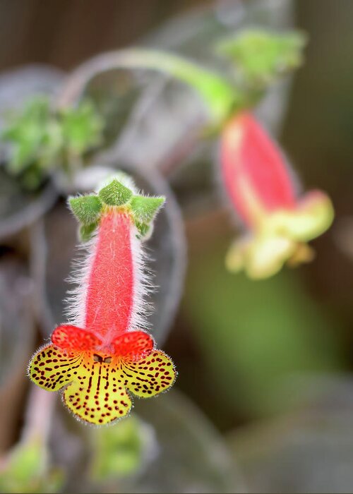 Flowers Greeting Card featuring the photograph Red, yellow and furry by Ian Sempowski