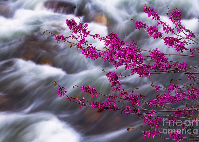 Morning Photographs Greeting Card featuring the photograph Redbuds by Anthony Michael Bonafede