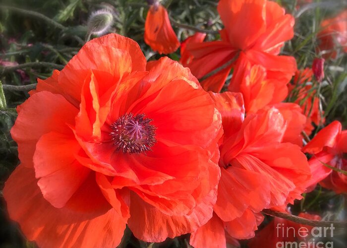 Nature Greeting Card featuring the photograph Redpoppies by Wonju Hulse
