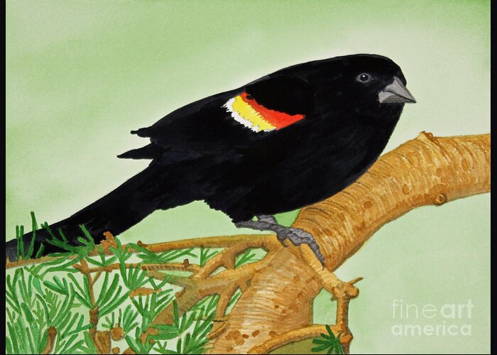 Redwing Blackbird Greeting Card featuring the painting Redwing Blackbird by Norma Appleton