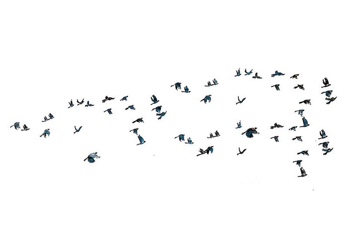 Blackbird Greeting Card featuring the digital art Redwing Blackbirds in Flight by Thomas Hamm