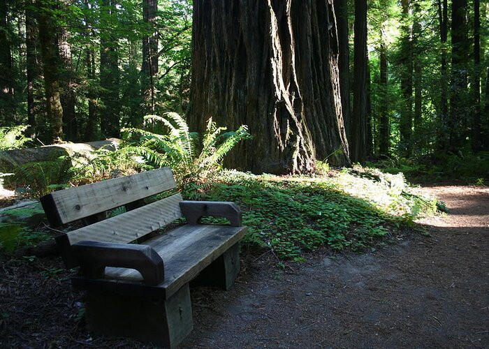 Redwood Bench Ii Greeting Card featuring the photograph Redwood Bench II by Dylan Punke