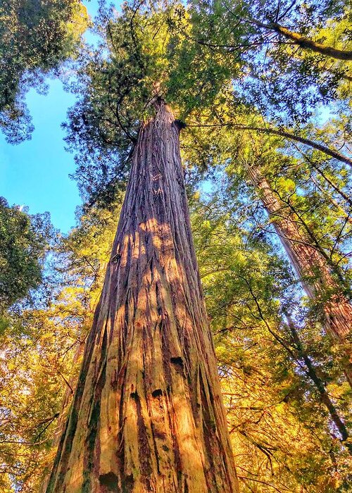 Jedediah Smith Redwoods State Park Greeting Card featuring the photograph Redwood by Bonnie Bruno