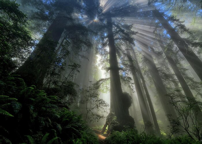 Redwood National Park Greeting Card featuring the photograph Redwood God Rays by Greg Norrell