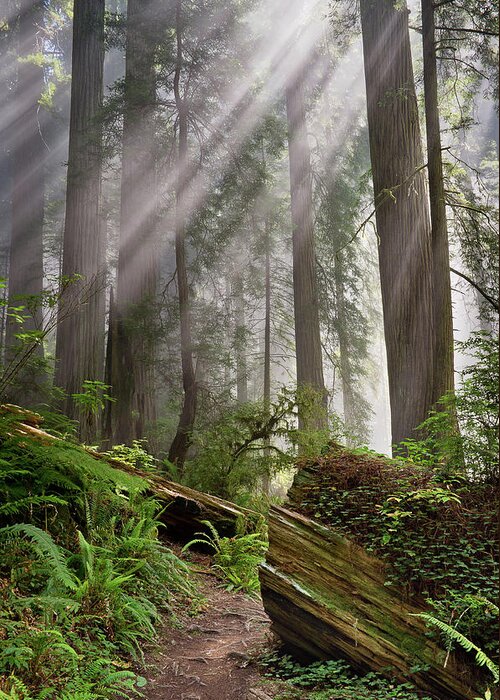 Redwoods Greeting Card featuring the photograph Redwood Light by Greg Nyquist