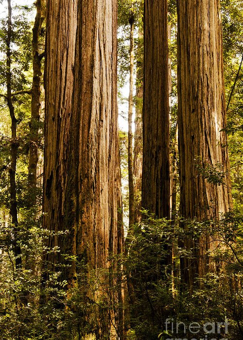Redwoods Greeting Card featuring the photograph Redwood Majesty by Vivian Christopher