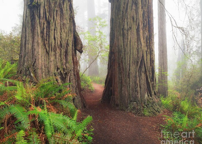 Redwood Greeting Card featuring the photograph Redwood Trail by Anthony Michael Bonafede