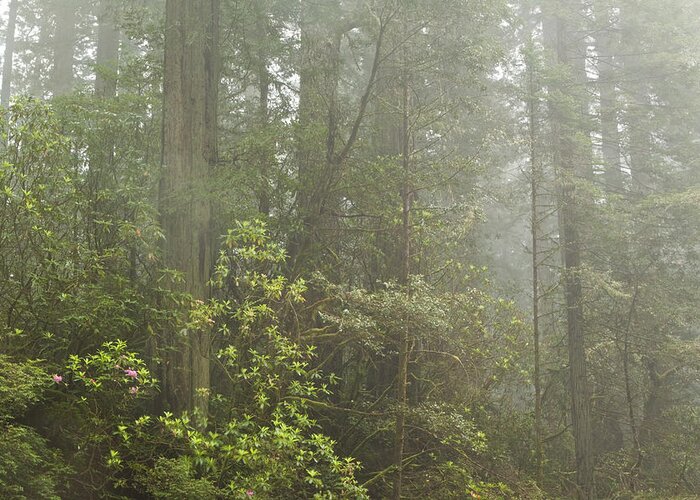 Redwoods Greeting Card featuring the photograph Redwoods in Fog by Denise Dethlefsen