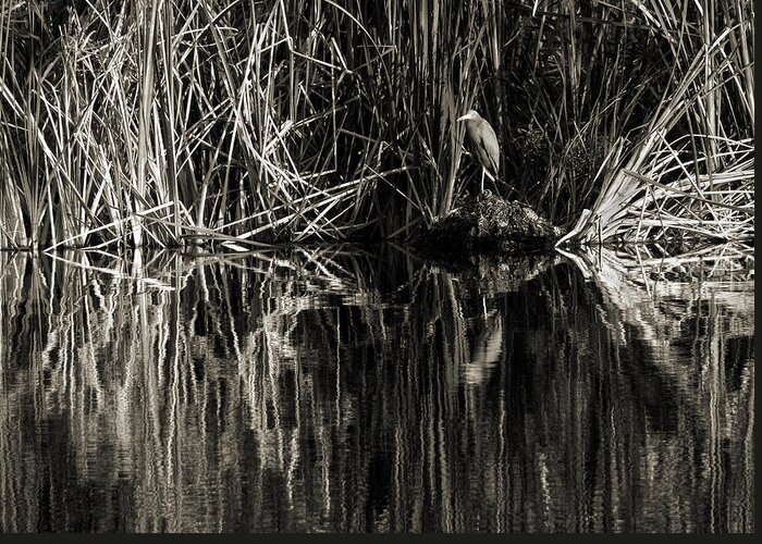 Little Blue Heron Greeting Card featuring the photograph Reeds and Heron by Steven Sparks