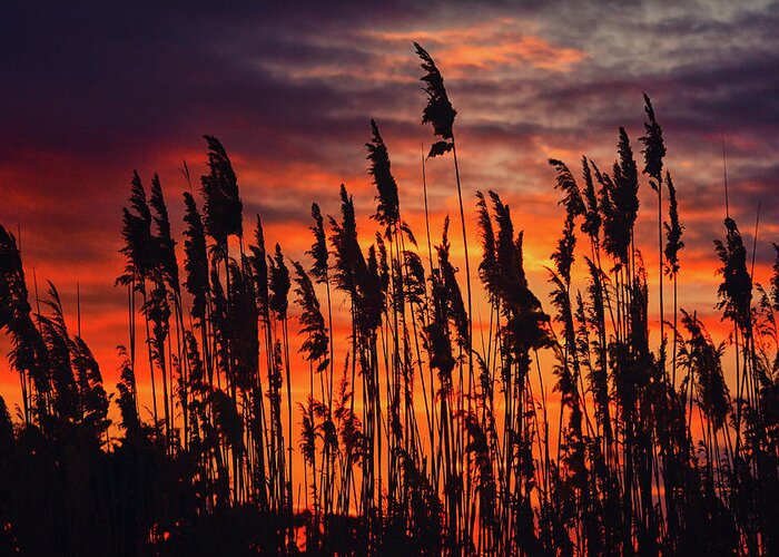 Reeds At Sunset Greeting Card featuring the photograph Reeds at Sunset by Raymond Salani III