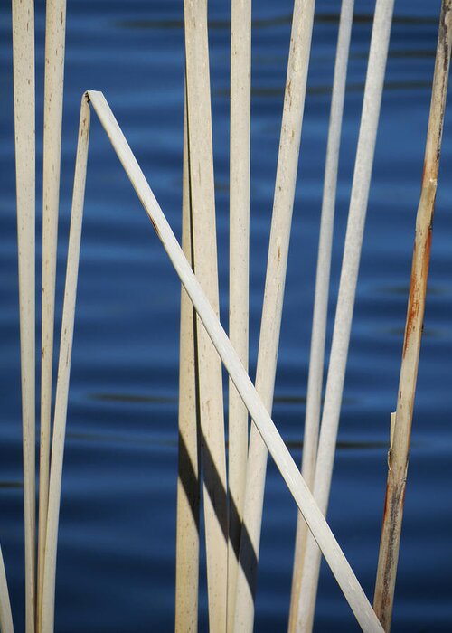 Water Greeting Card featuring the photograph Reeds by Azthet Photography