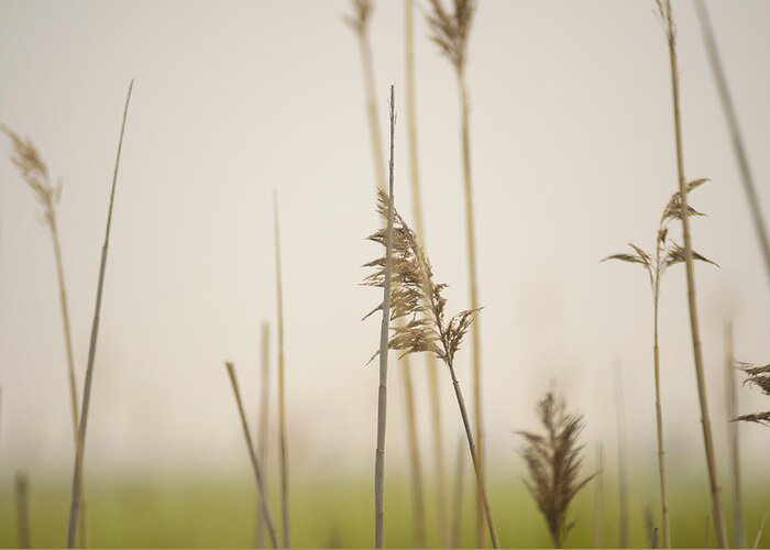 Minimalism Greeting Card featuring the photograph Reeds in the Mist II by Marianne Campolongo