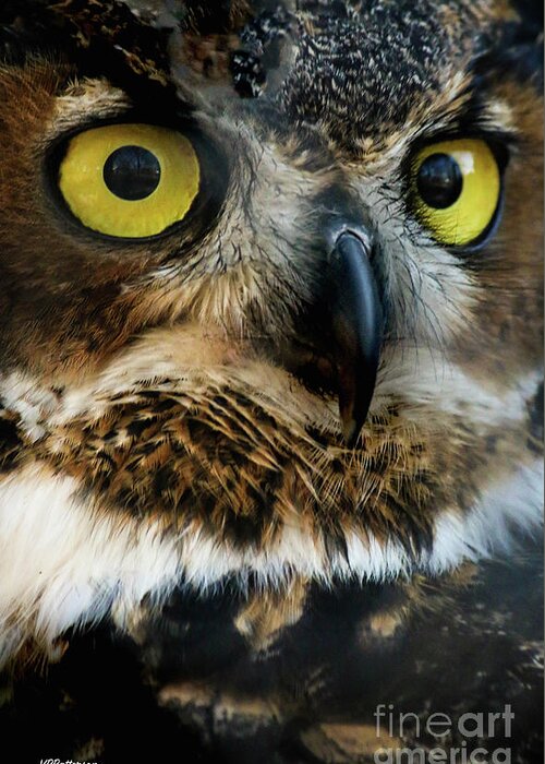 Owls Greeting Card featuring the photograph Reelfoot Lake Owls by Veronica Batterson