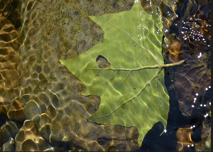Leaf Greeting Card featuring the photograph Reflected Indignation by Char Szabo-Perricelli
