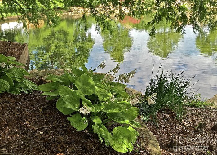 Nature Greeting Card featuring the photograph Reflecting Pond by Barbara Plattenburg