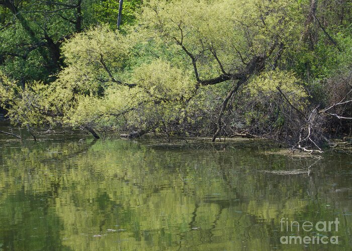 Trees Greeting Card featuring the photograph Reflecting Spring Green by Ann Horn