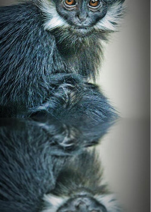 Francois Langur Monkey Greeting Card featuring the photograph Reflection of a Francois Langur Monkey by Jim Fitzpatrick