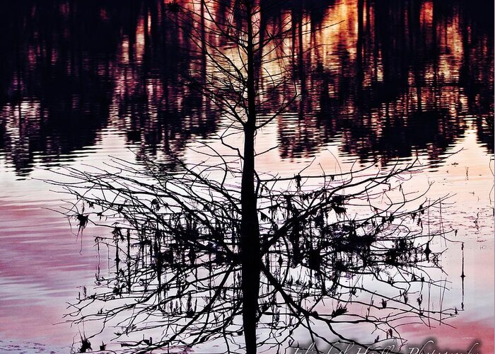  Greeting Card featuring the photograph Reflection Tree by Elizabeth Harllee