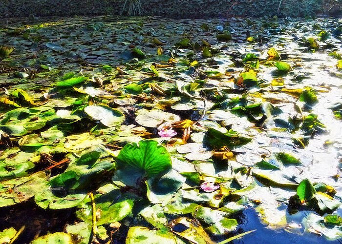Lily Pond Greeting Card featuring the photograph Reflections Across The Lily Pond by Glenn McCarthy Art and Photography