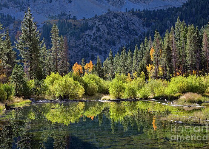 Eastern Sierra Greeting Card featuring the photograph Reflections At The Beaver Pond by Mimi Ditchie