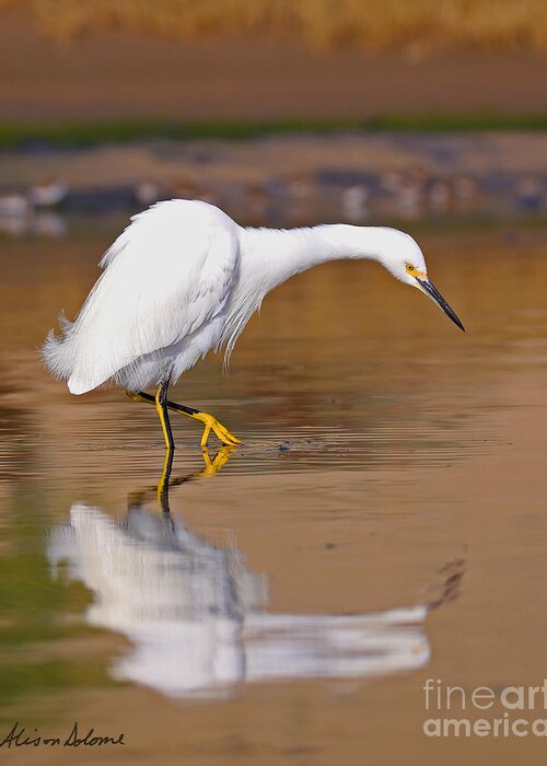 Snowy Egret Greeting Card featuring the photograph Reflections of touch by Alison Salome