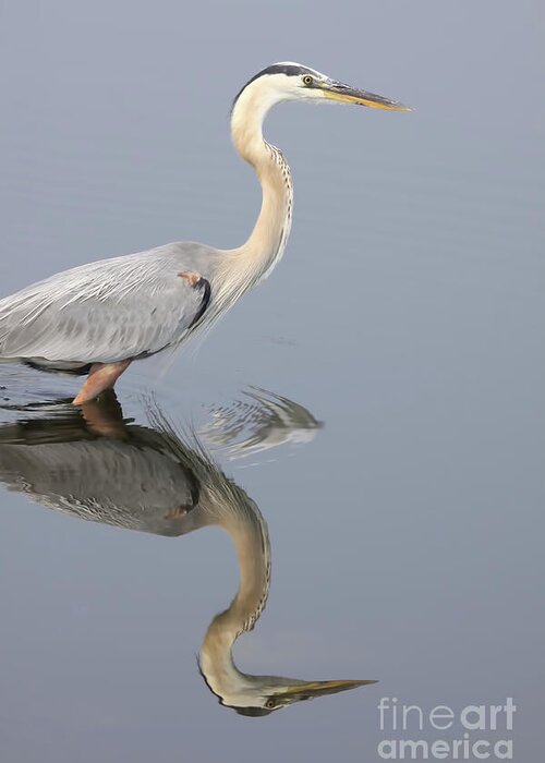 Heron Greeting Card featuring the photograph Reflections Of You by Deborah Benoit