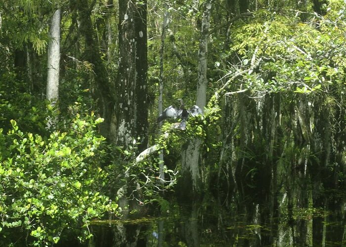 Trees Greeting Card featuring the photograph Reflections upon the swamp by Denise Cicchella