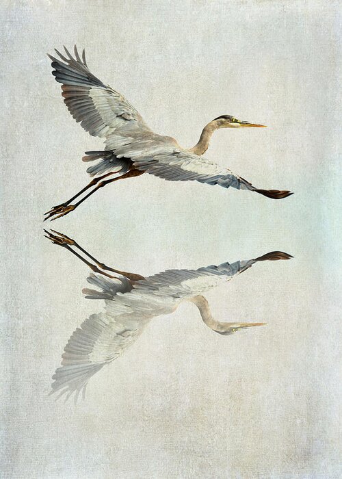 Great Blue Heron Greeting Card featuring the photograph Reflective Flight by Fraida Gutovich
