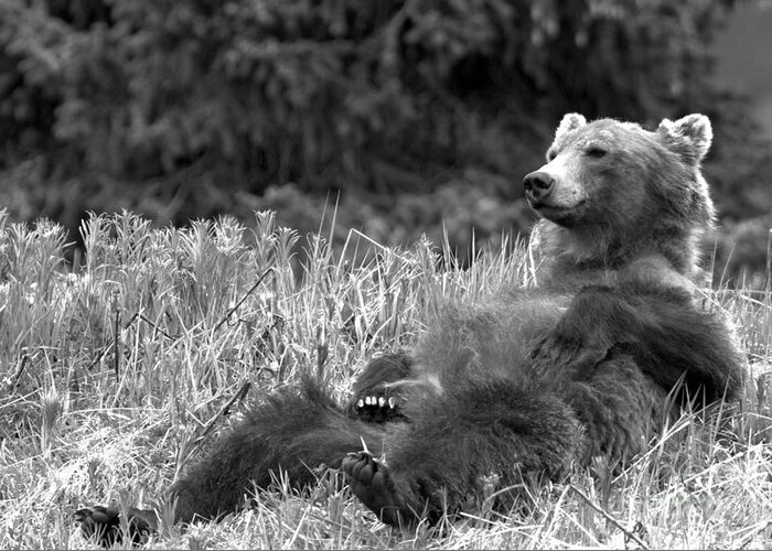 Grizzly Bear Greeting Card featuring the photograph Relaxing Grizzly By Bow Lake by Adam Jewell