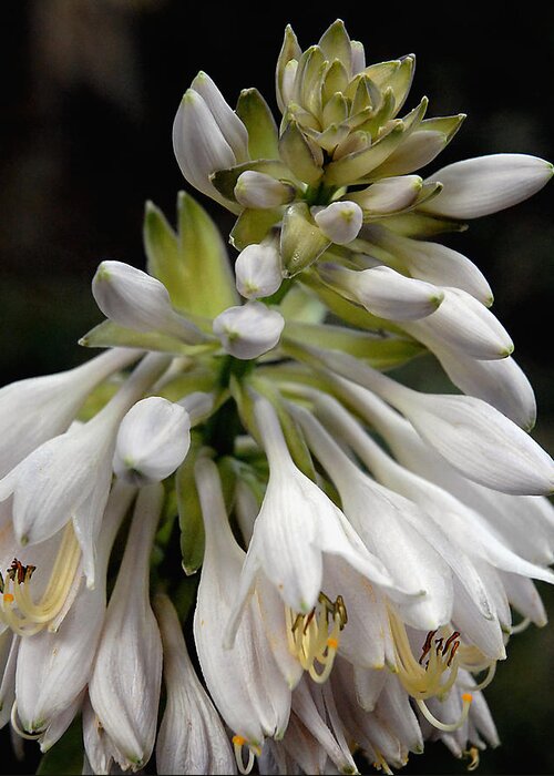 Hosta Greeting Card featuring the photograph Renaissance Lily by Marie Hicks