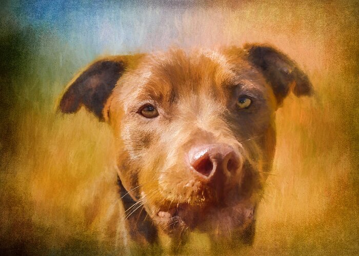 Chocolate Lab Greeting Card featuring the photograph Rescued Chocolate Lab Portrait by Eleanor Abramson