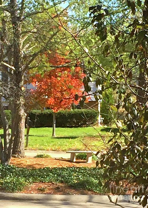 Fall Greeting Card featuring the photograph Restful by Barbara Plattenburg