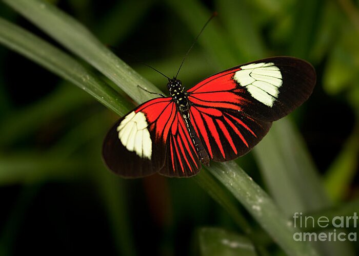 Butterfly Greeting Card featuring the photograph Resting Butterfly by Ana V Ramirez