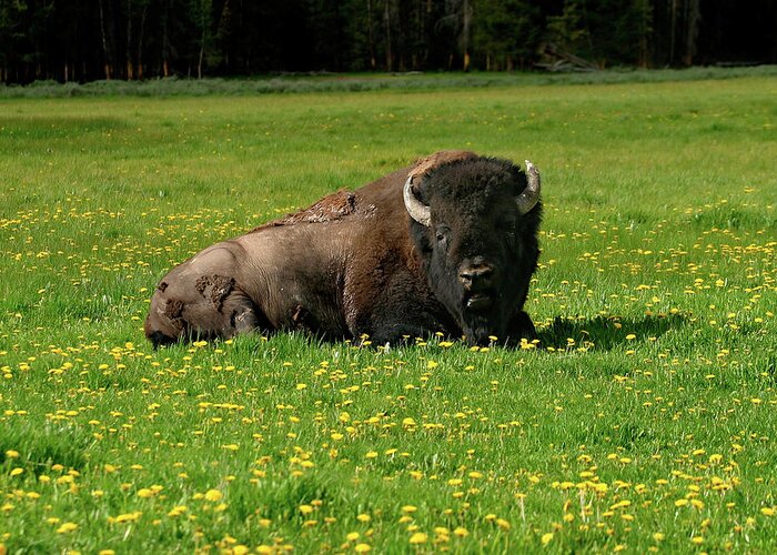 Bison Greeting Card featuring the photograph Resting in Wildflowers by Ronnie And Frances Howard