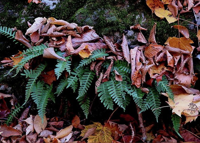 Fern Greeting Card featuring the photograph Resurrection Fern Along The Appalachian Trail by Daniel Reed