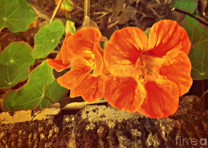 Flowers Greeting Card featuring the photograph Retro Nasturtium by Leanne Seymour