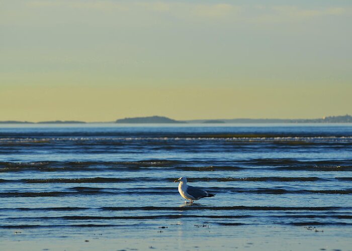 Revere Greeting Card featuring the photograph Revere Beach Seagull Revere MA by Toby McGuire